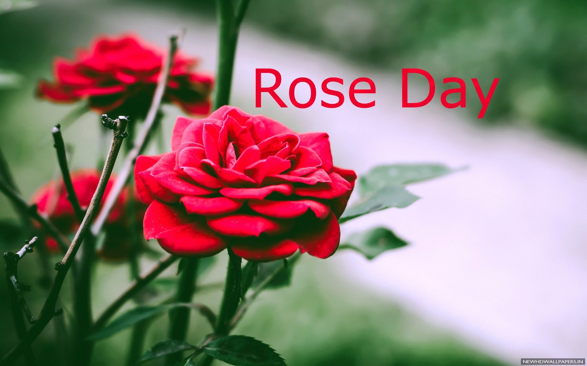 Nature Red Roses Flowers Rose Day Wallpaper HD New