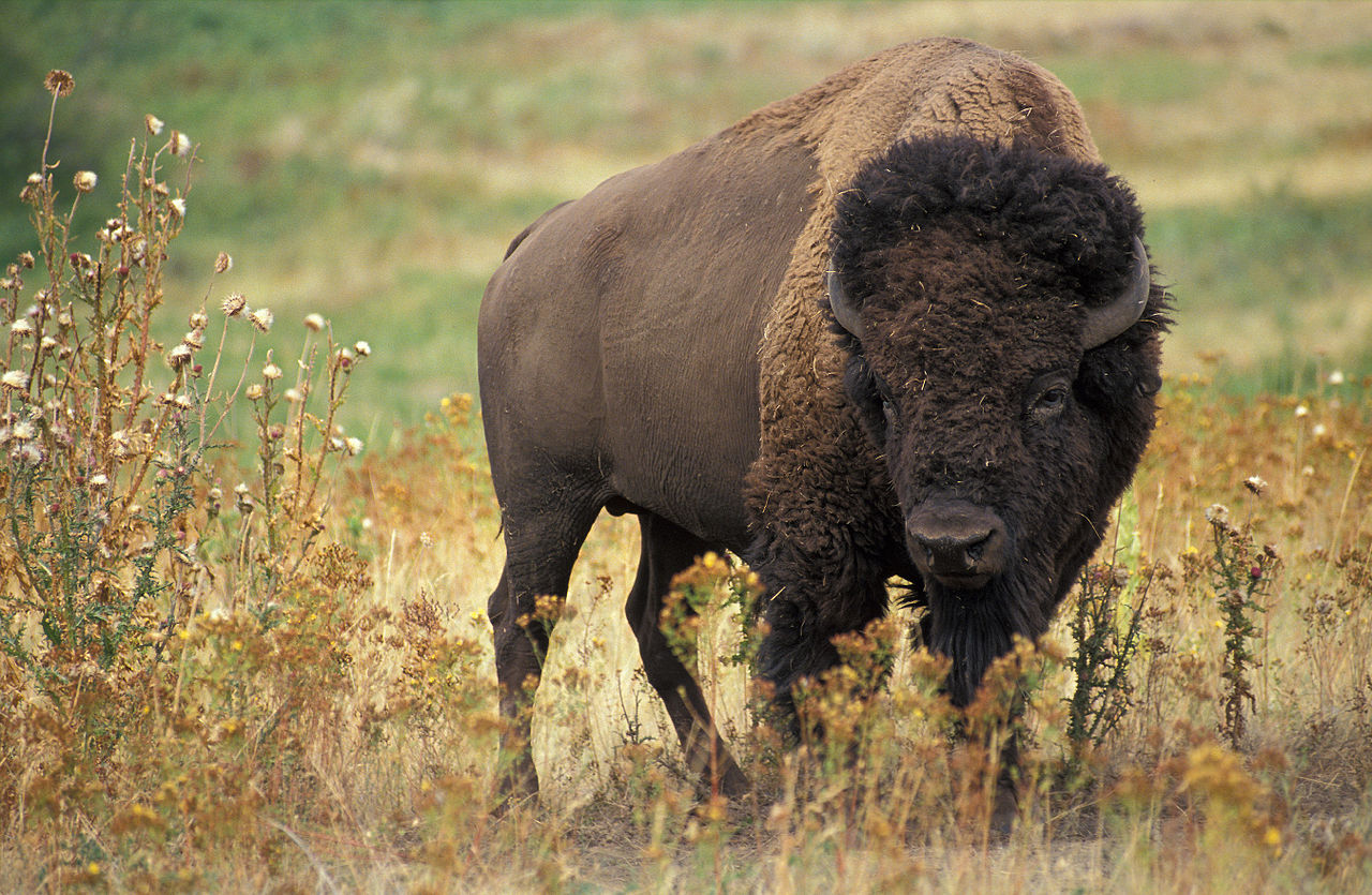 Bison And The Plains Evolved Together Are Mutually Beneficial