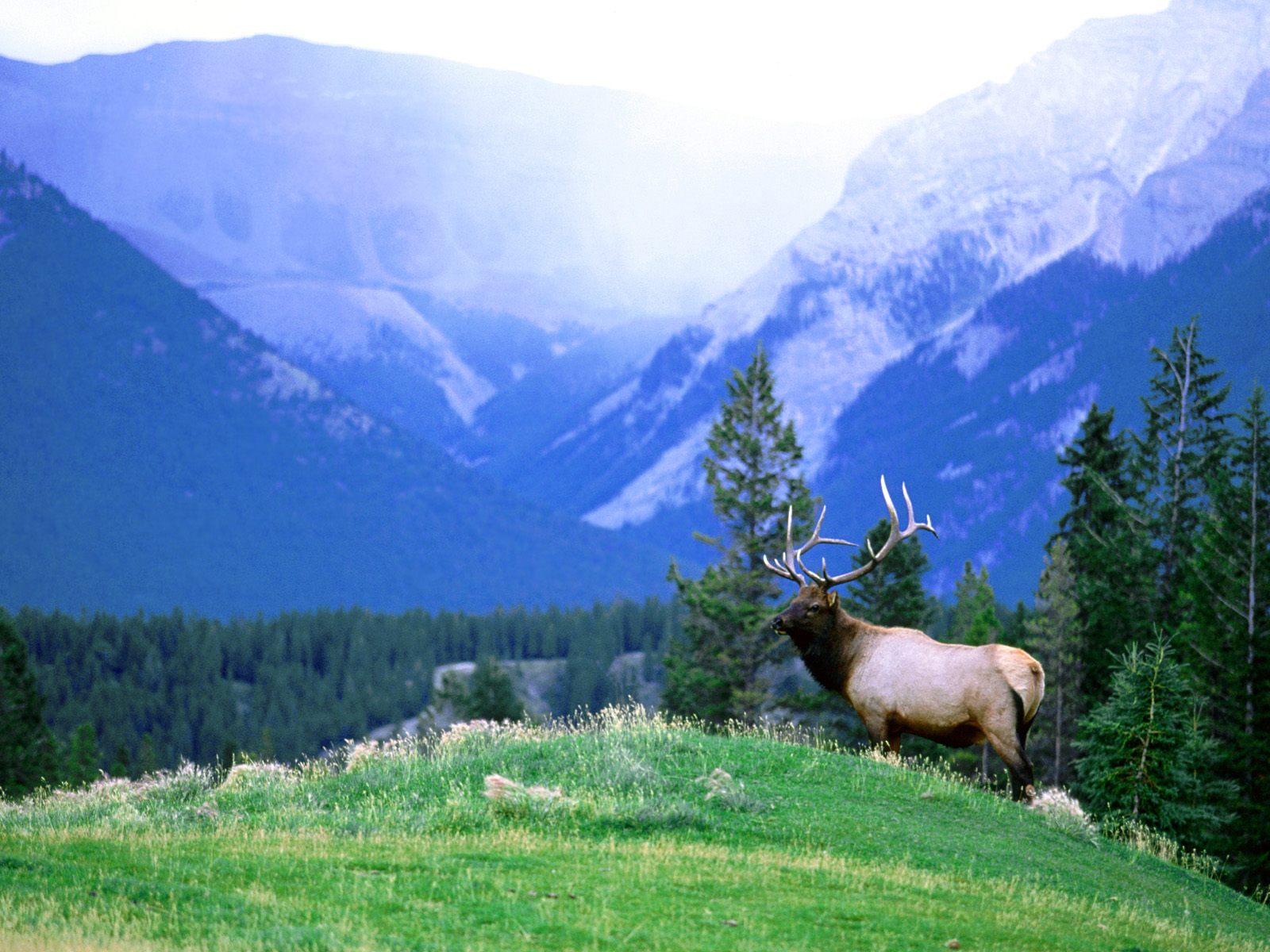 Background Bull Elk Cool Background And Wallpaper
