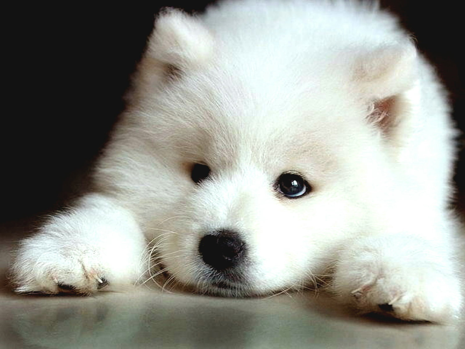 Puppy Photo And Wallpaper Beautiful Sad Samoyed Pictures