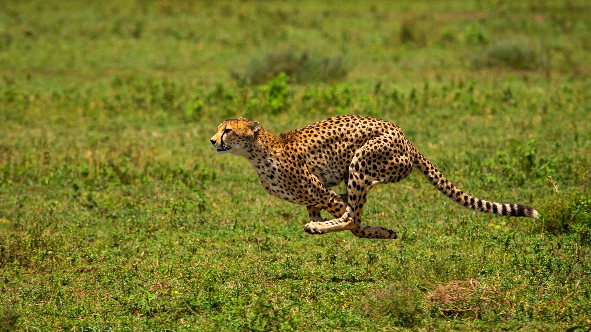 Running Cheetah In The Wild HD Wallpaper