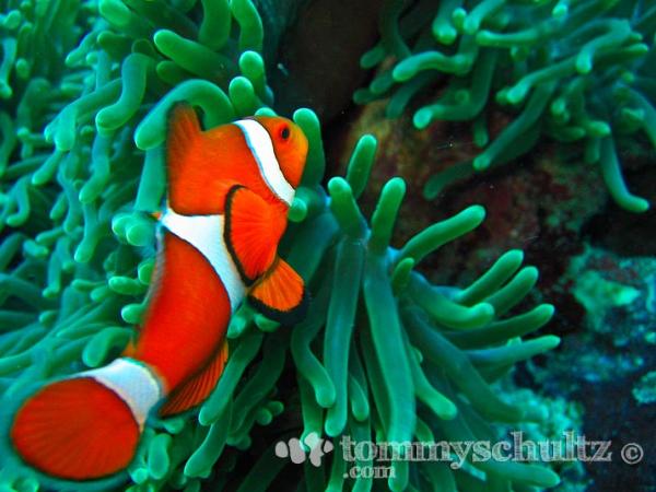 Philippines Clown Fish Underwater Photography In The