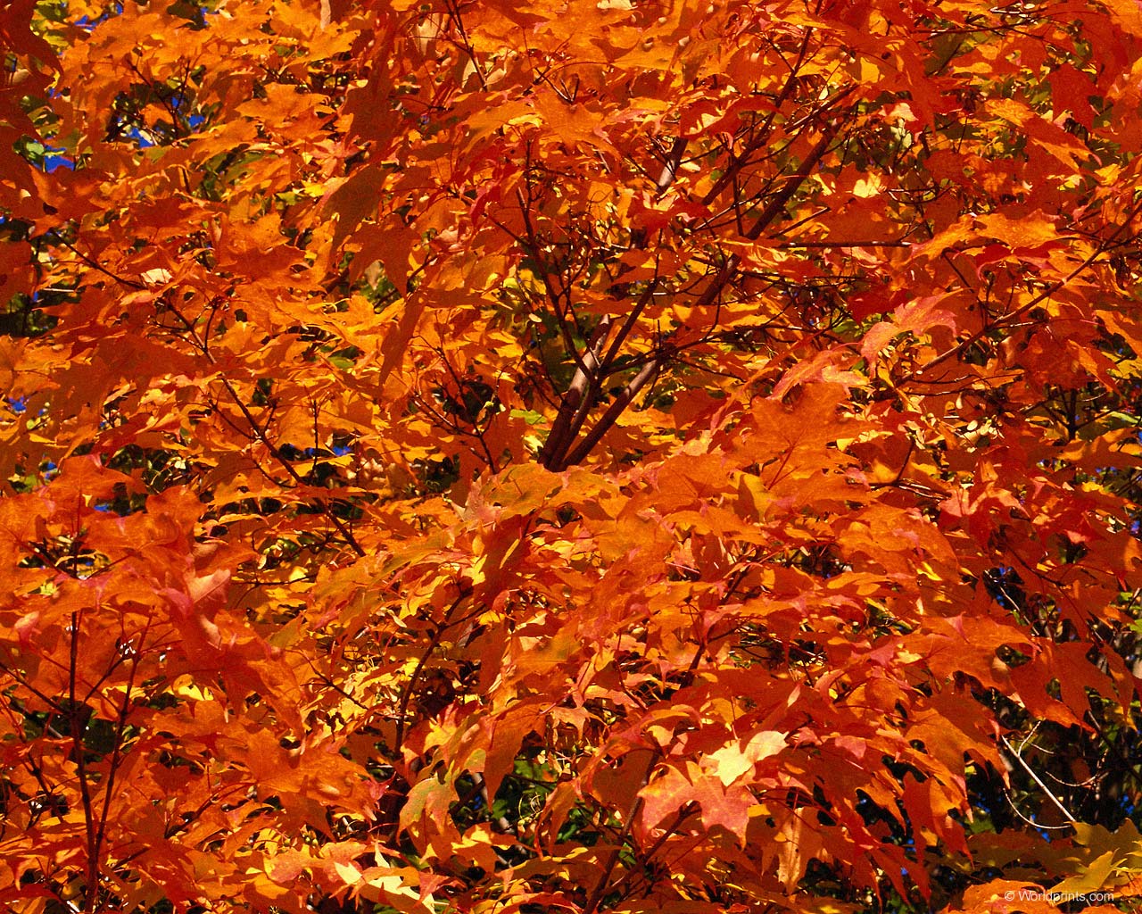 Orange Leaves Autumn Photography Desktop Wallpaper S