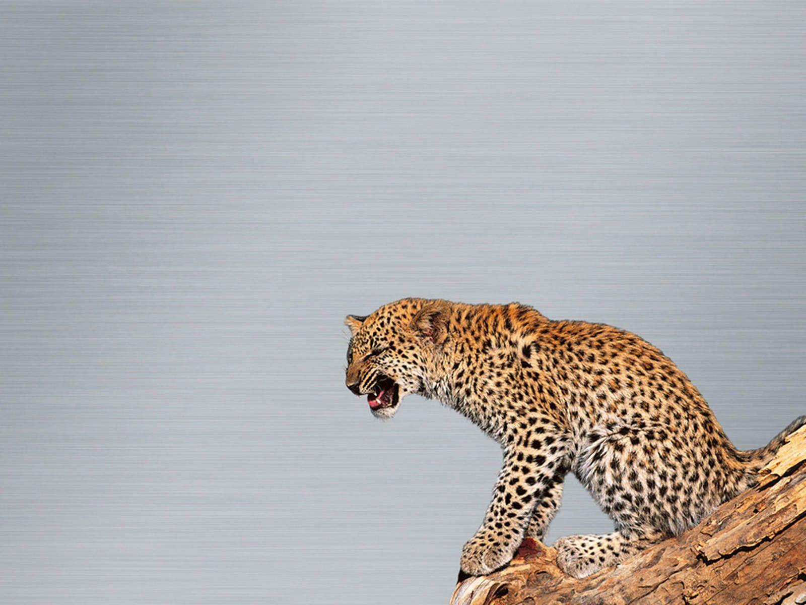 Mac Wallpaper Leopard