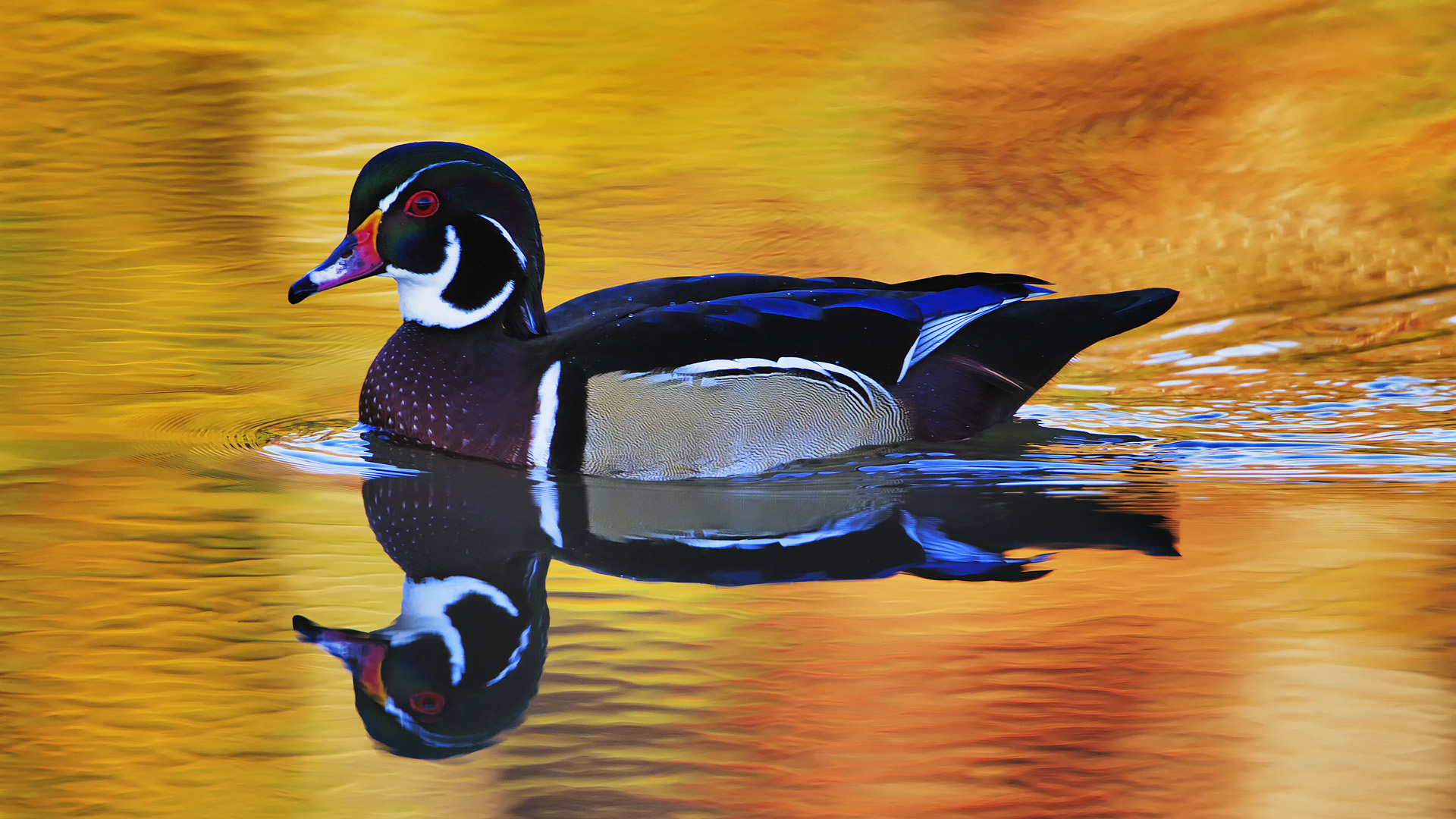 Male Wood Duck HD Wallpaper Background Image Id