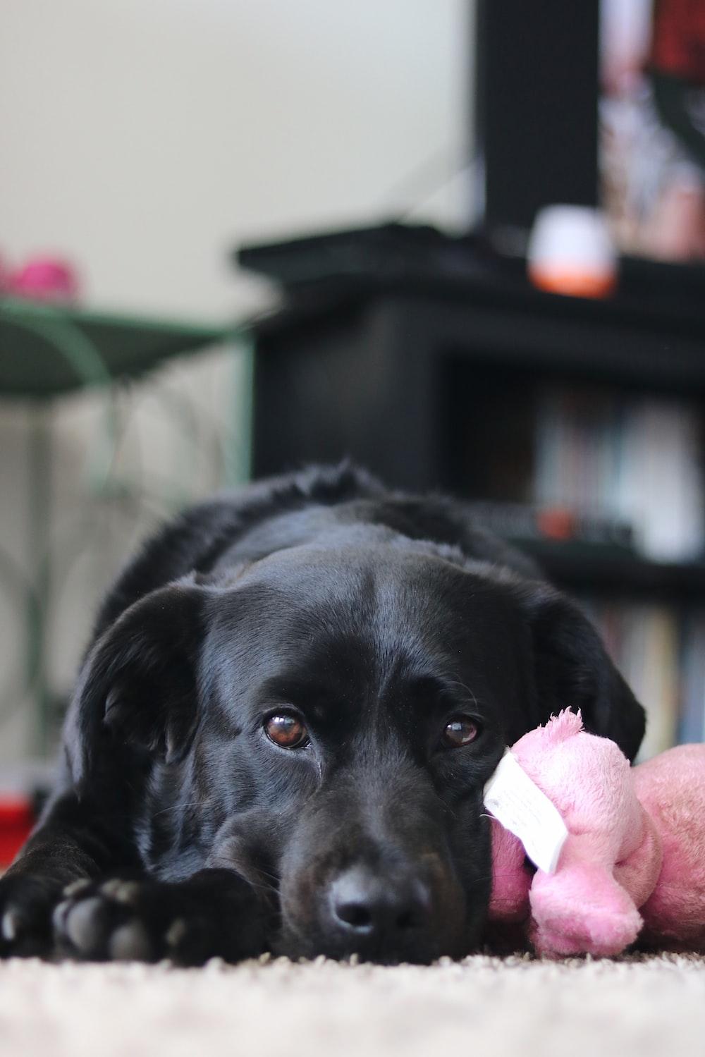 Black Labrador Retriever Biting Pink Plush Toy Photo Grey