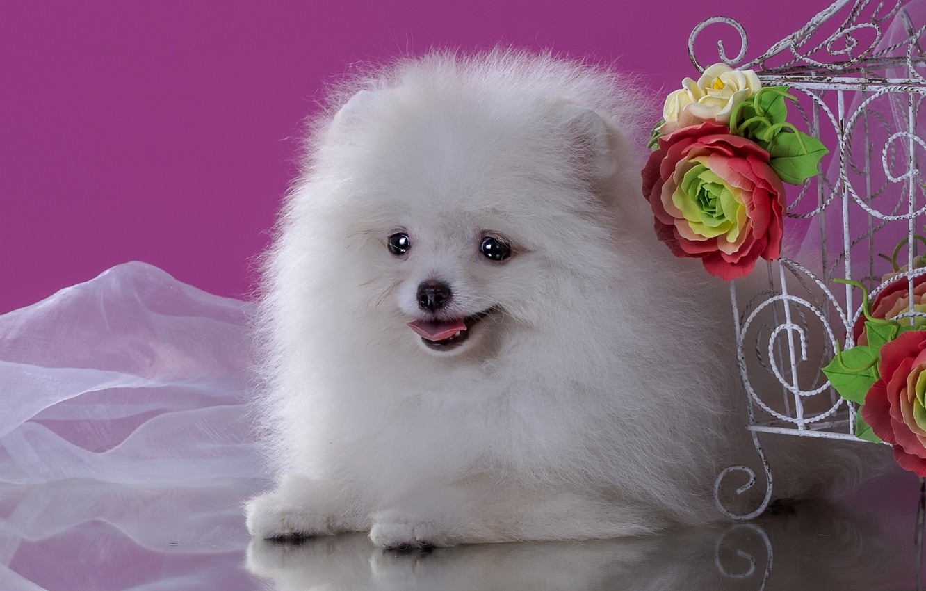 Wallpaper White Flowers Cute Spitz Image For Desktop Section