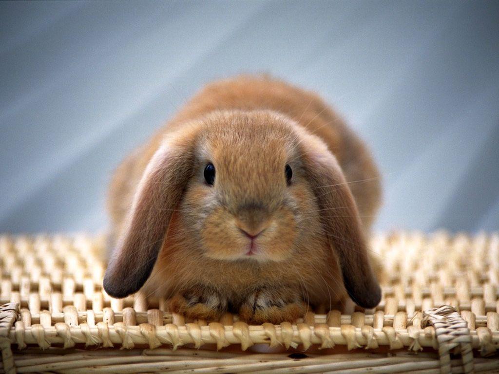 Cute Baby Rabbits 10481 Hd Wallpapers in Animals   Imagescicom