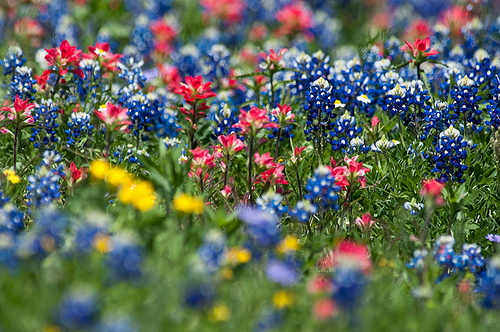 Texas Wildflowers Wallpaper