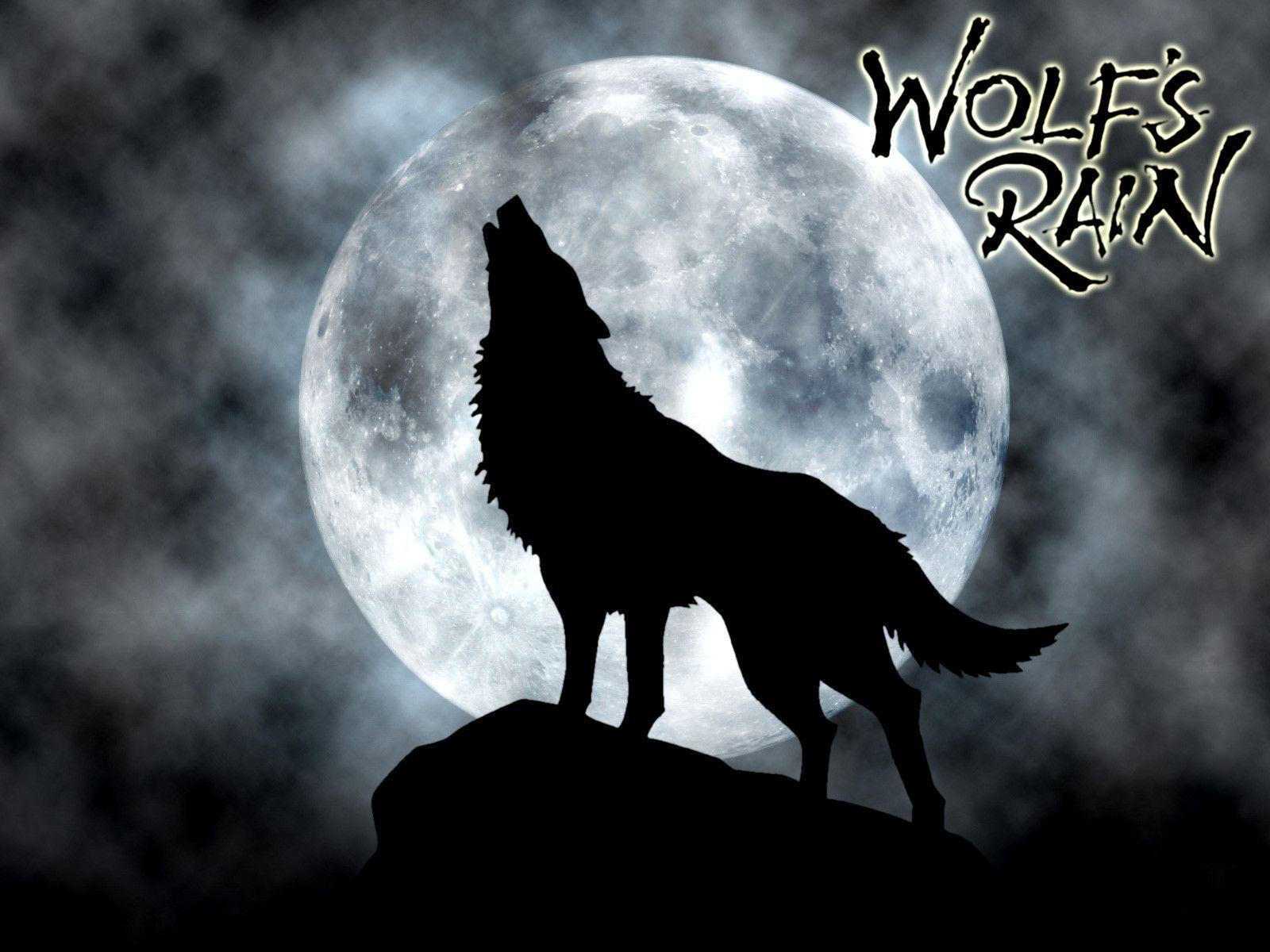 Cartoon Wolf Howling At Full Moon Images amp Pictures   Becuo