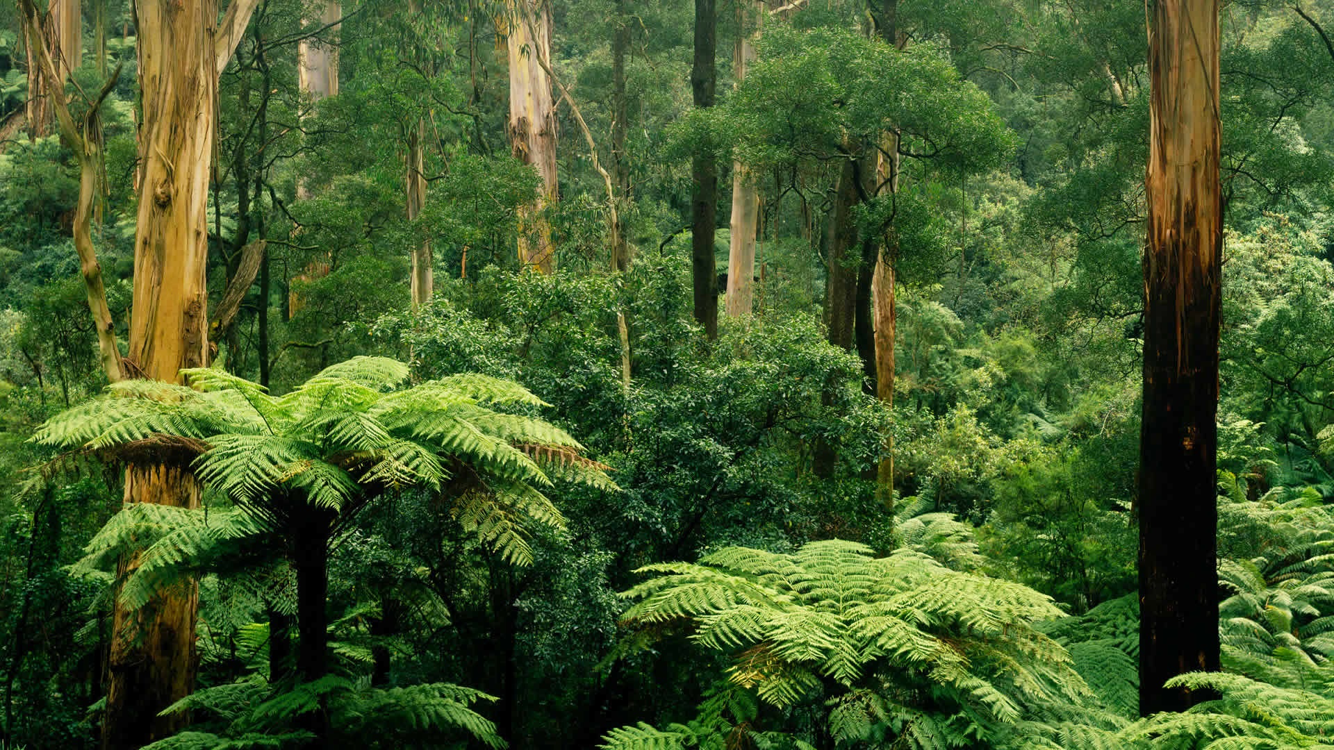 Wallpaper Sherbrooke Victoria Australia Forest Trees Green