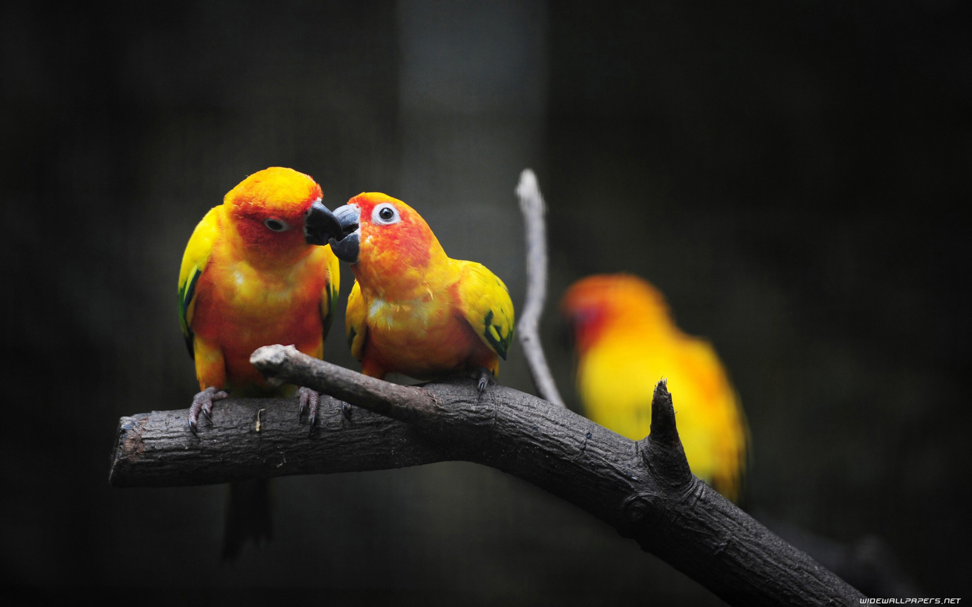 Browse And Share Love Birds Wallpaper Pics Image On 99volo