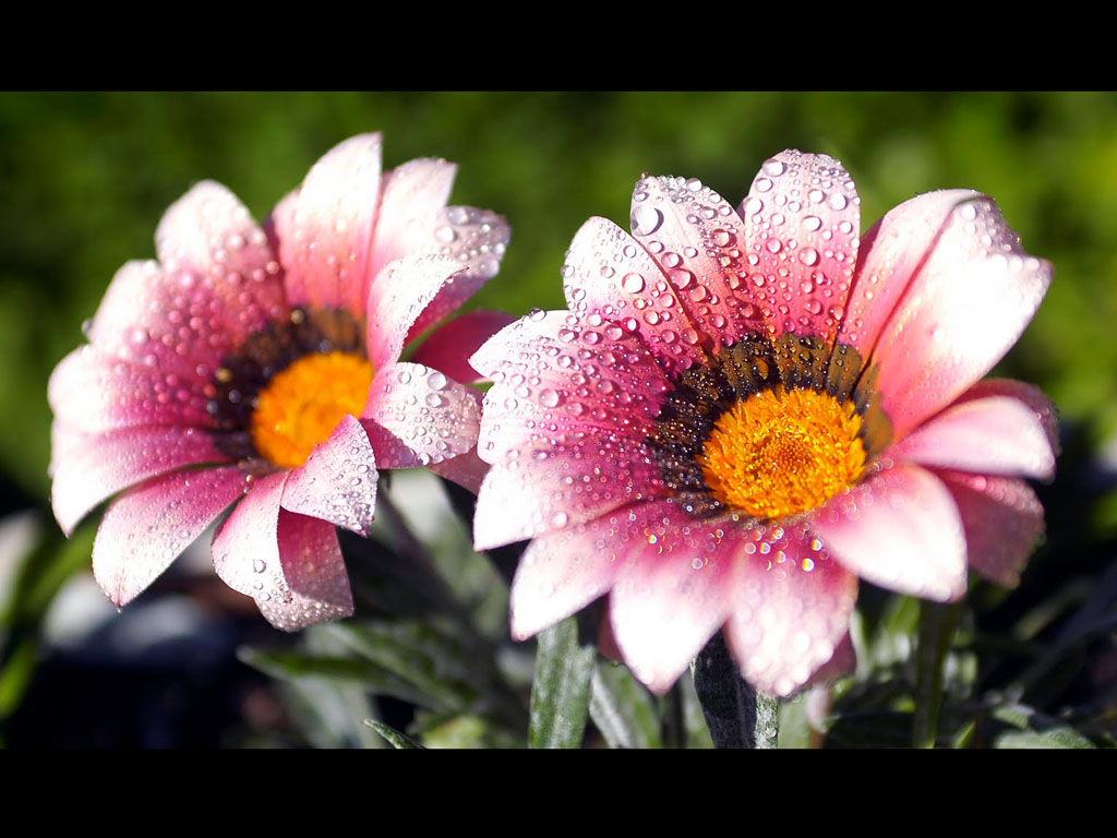  Flowers Wallpapers Backgrounds Photos Images andPictures for free