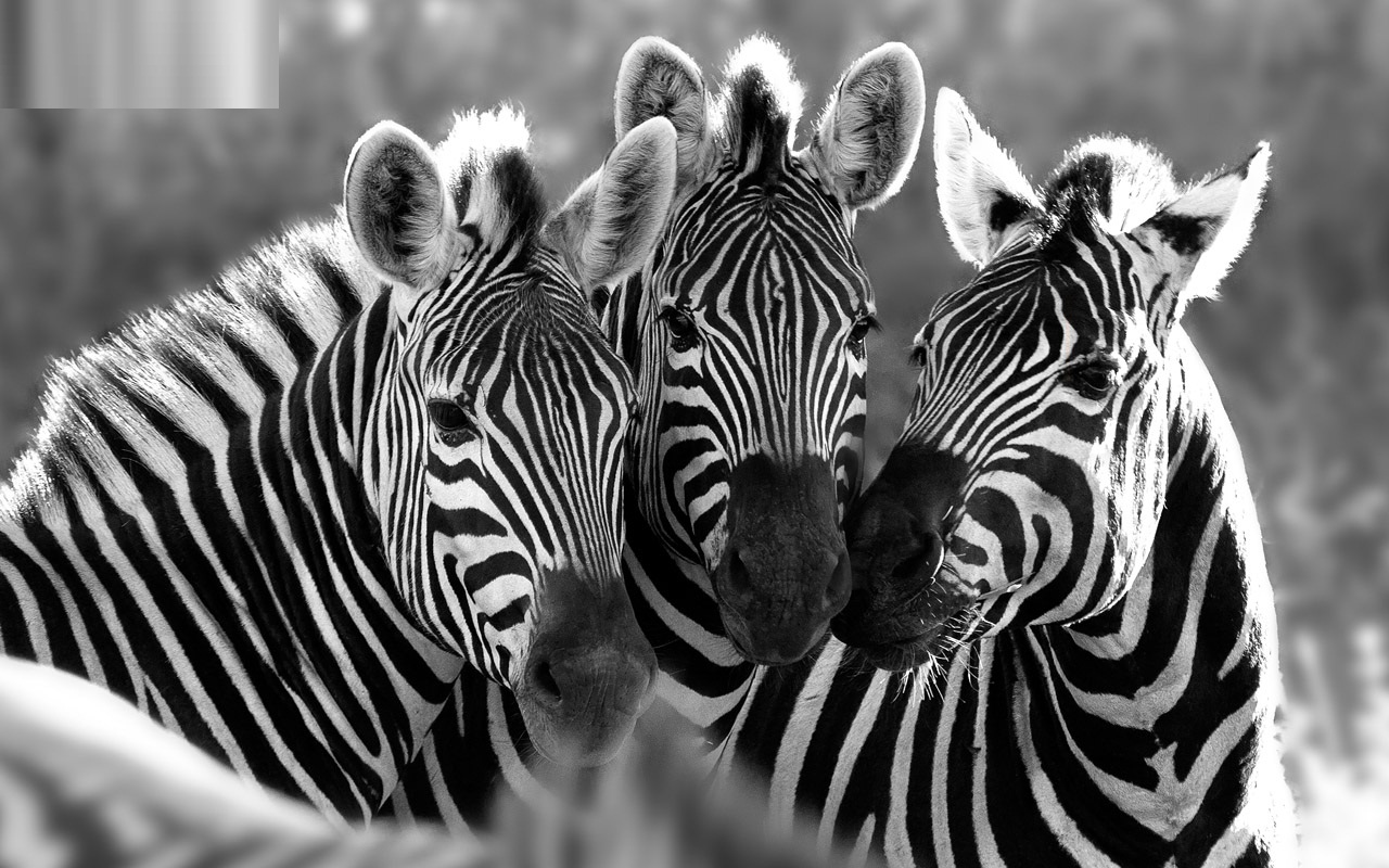 Zebra Wallpaper APK for Android Download