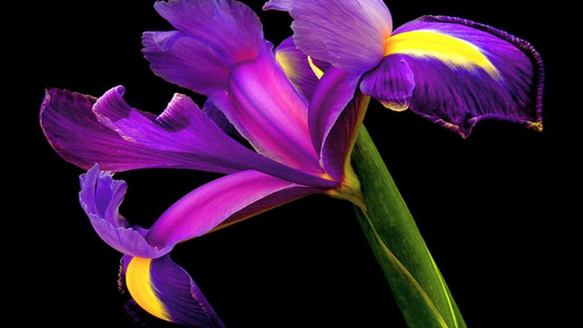 Iris On Black Background Wallpaper And Image Pictures