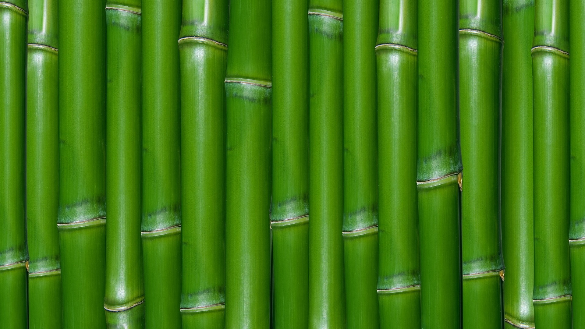 Green Bamboo Wallpaper Textures Macro