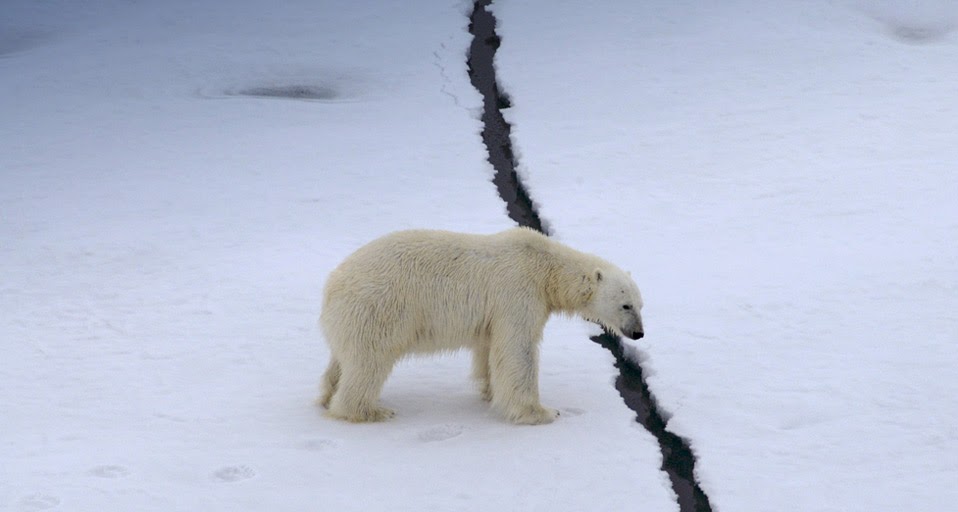 Male Polar Bear Ursus Maritimus Watching Crack Between Ice Floes