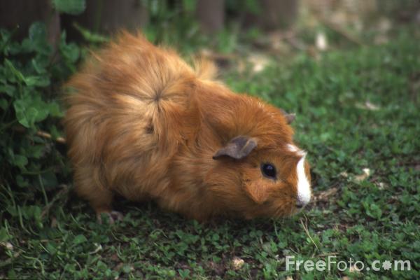 Baby Guinea Pig Baby Guinea Pig wallpaper Baby Guinea Pig picture