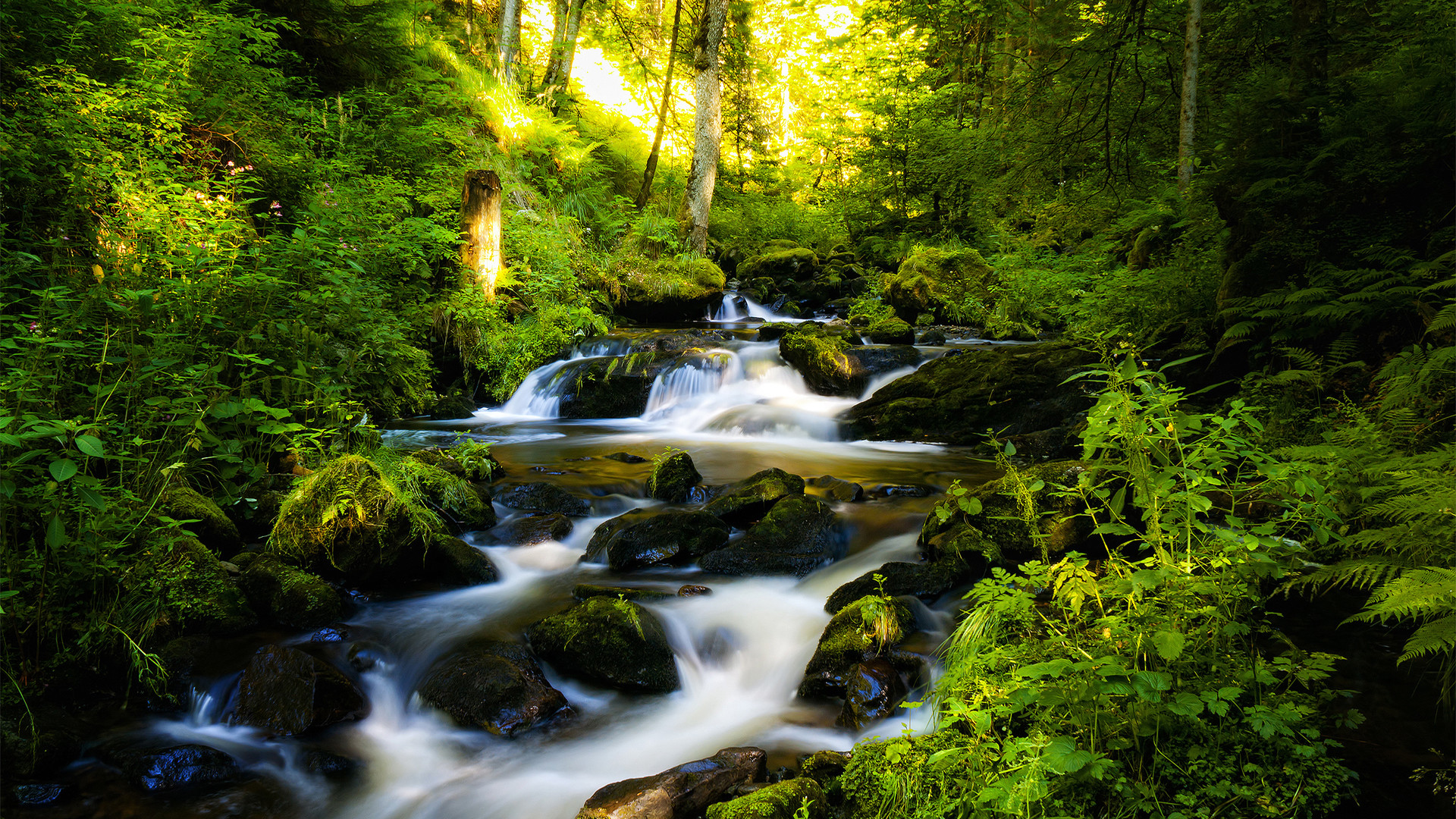 Most Popular Rainforest Wallpaper