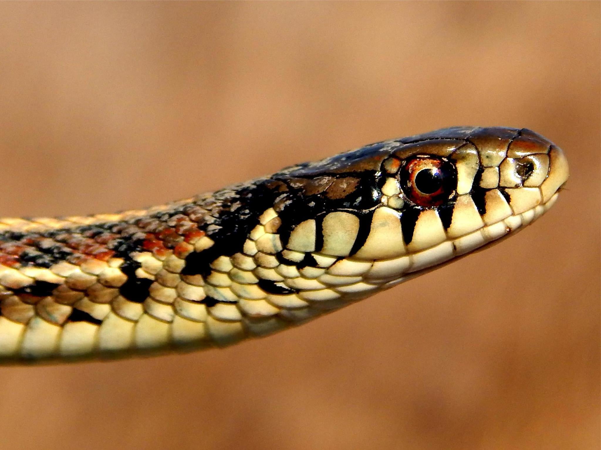 Close Up Photography Of Brown Snake Garter HD Wallpaper