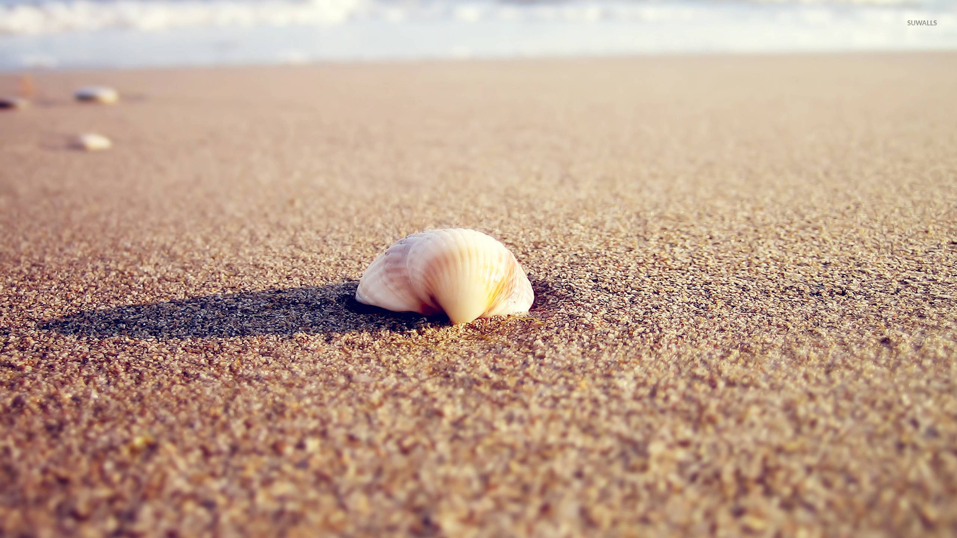 Sea Shell On The Beach Wallpaper Photography