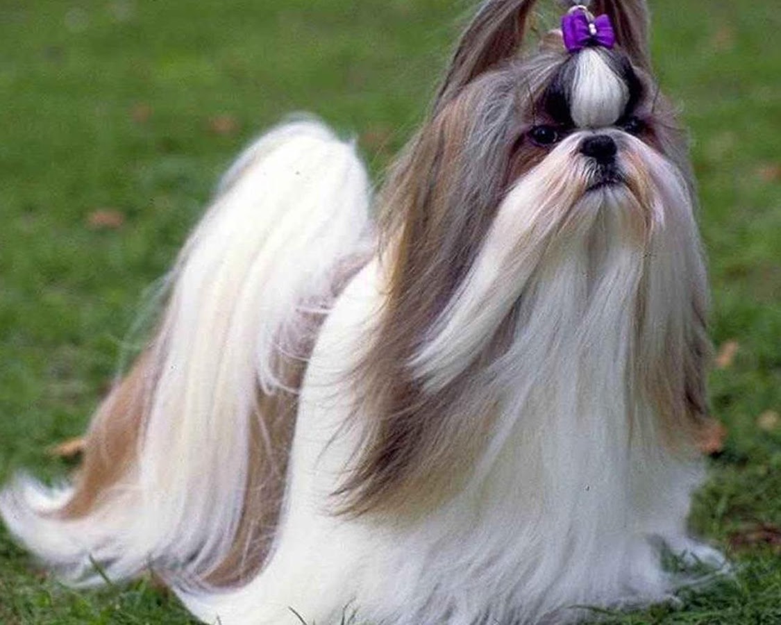 Shih Tzu Wallpaper Android Apps On Google Play