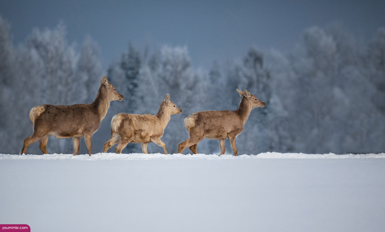 White Tailed Deer Pictures Dhabi Facts Wallpaper