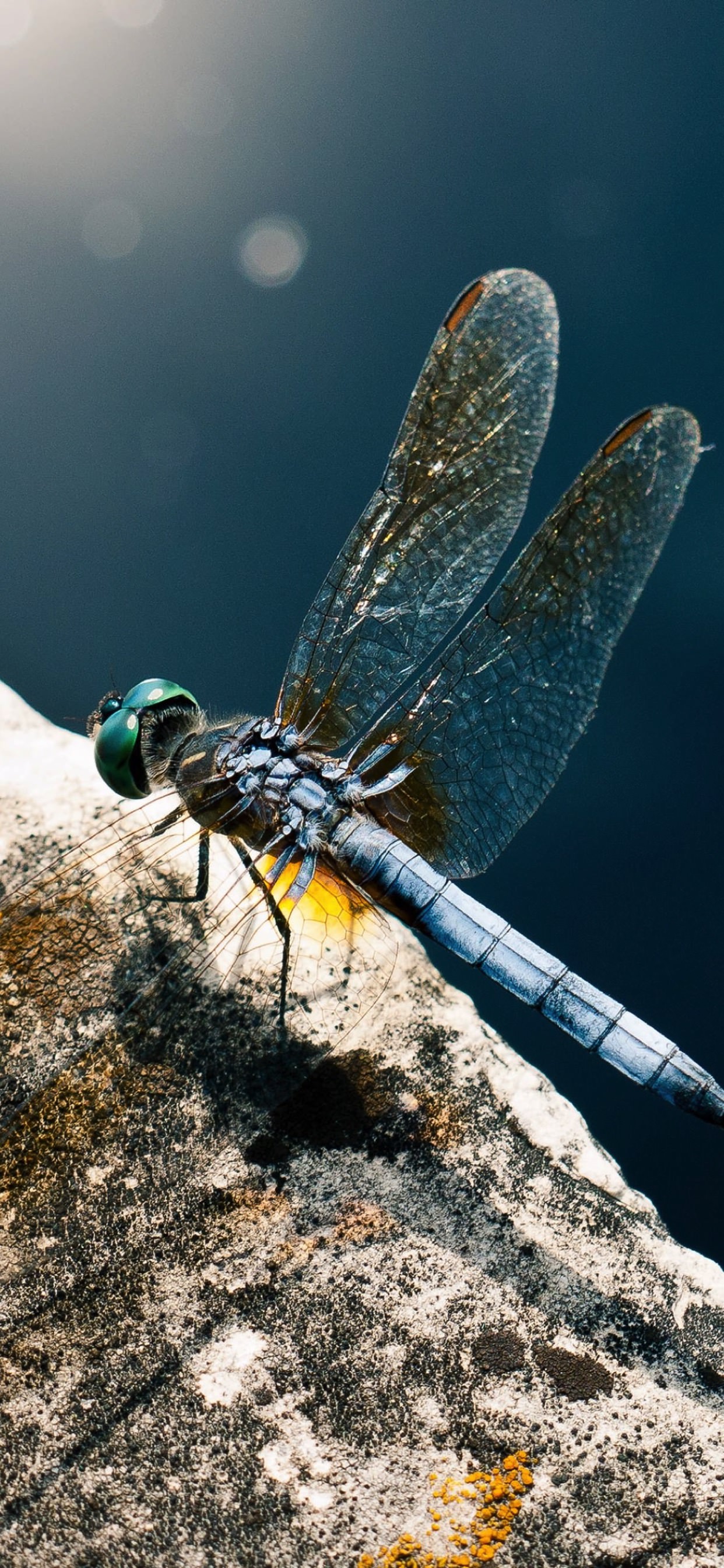 Animal Dragonfly Wallpaper Sc iPhone Xs Max