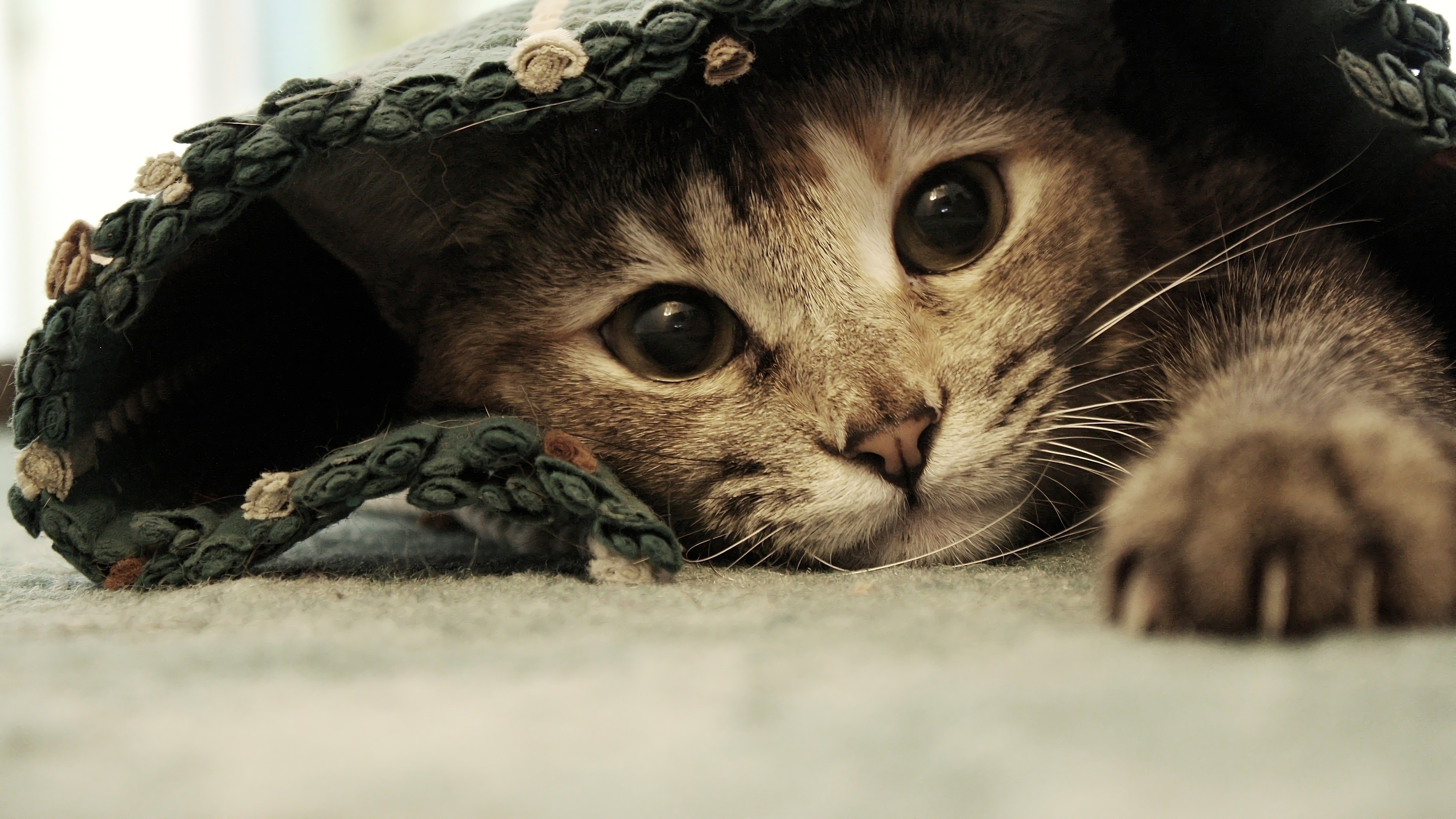 Close-up of a tabby cat peeking out from under a blanket