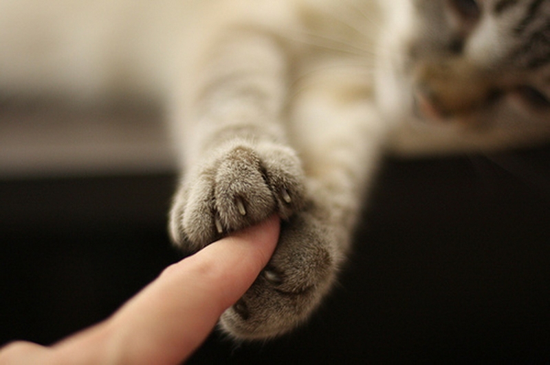Of cat paw prints HD wallpapers  Pxfuel