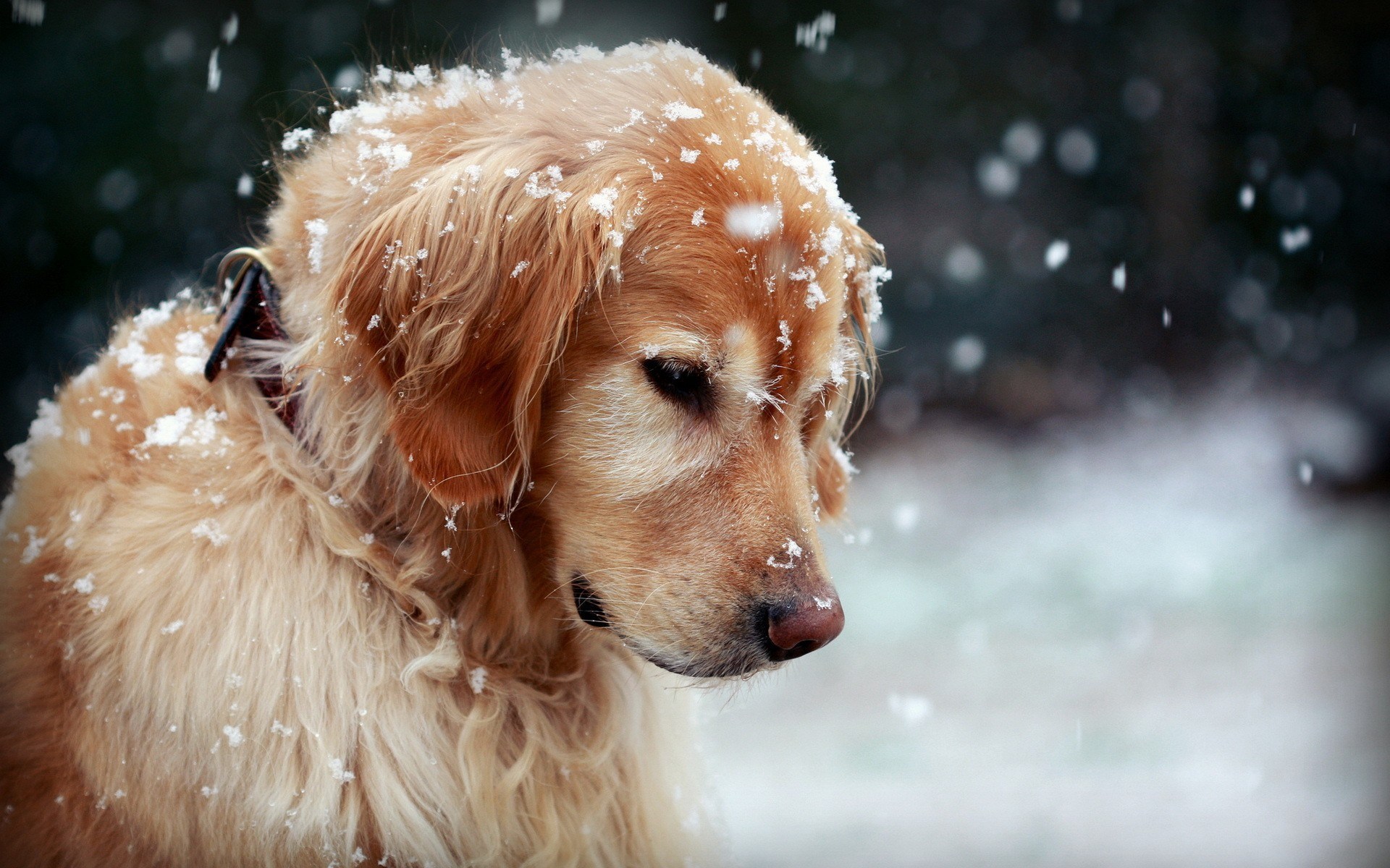 Dog Wallpaper HD