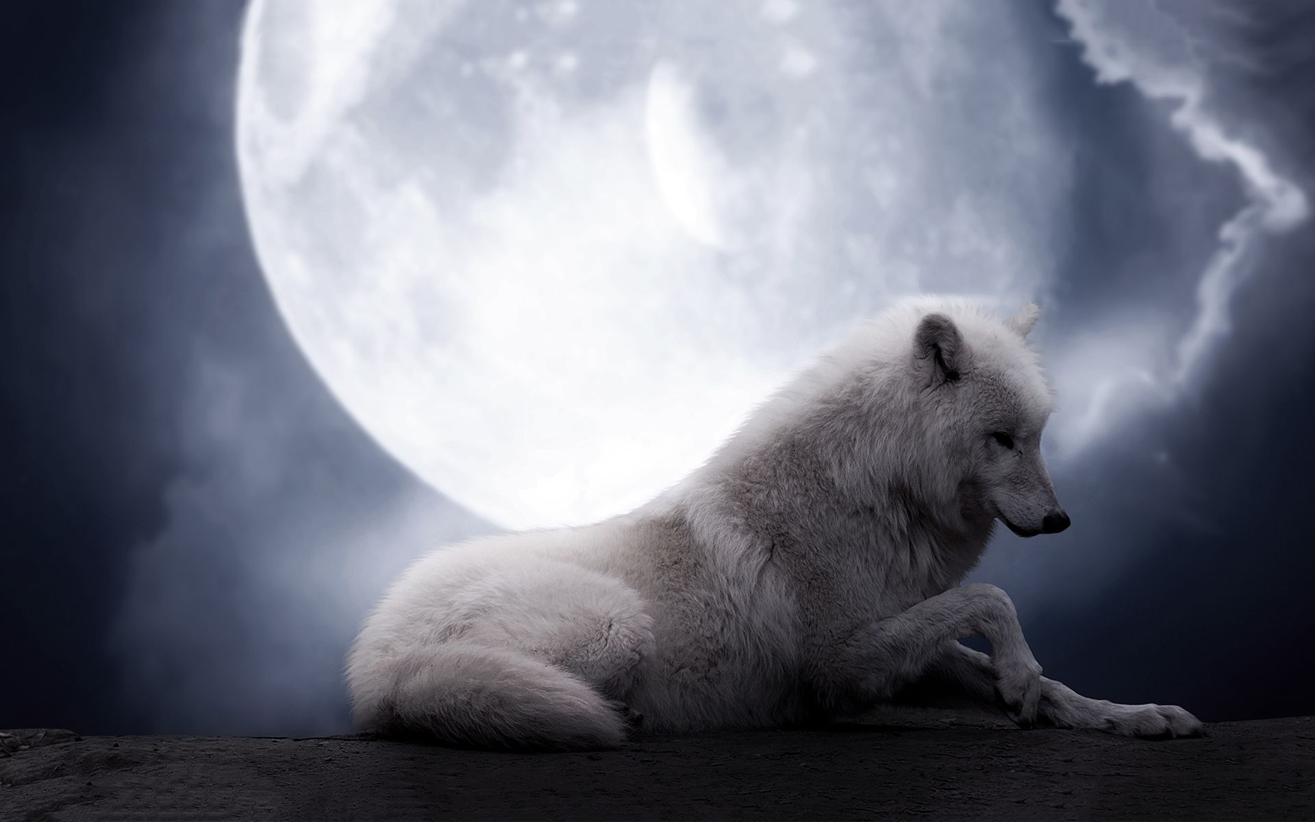 Wolf Android Wild Wallpaper Wallpaper Wolf 7367 high quality