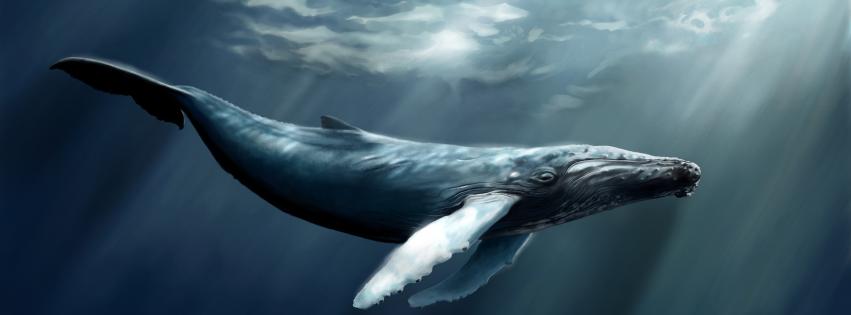 Whales Wallpaper