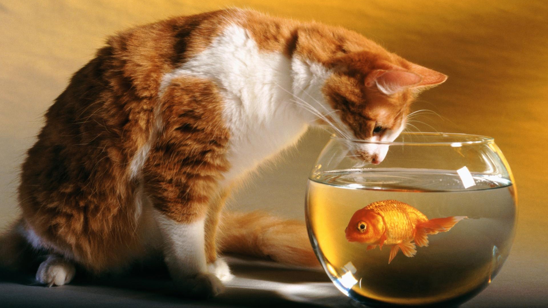 Cat Looking At Fish In Bowl Animal Picture HD Wallpaper