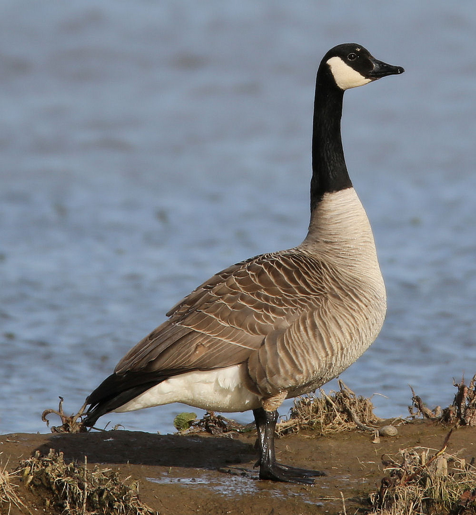 High Quality Canada Goose Wallpaper Full HD Pictures