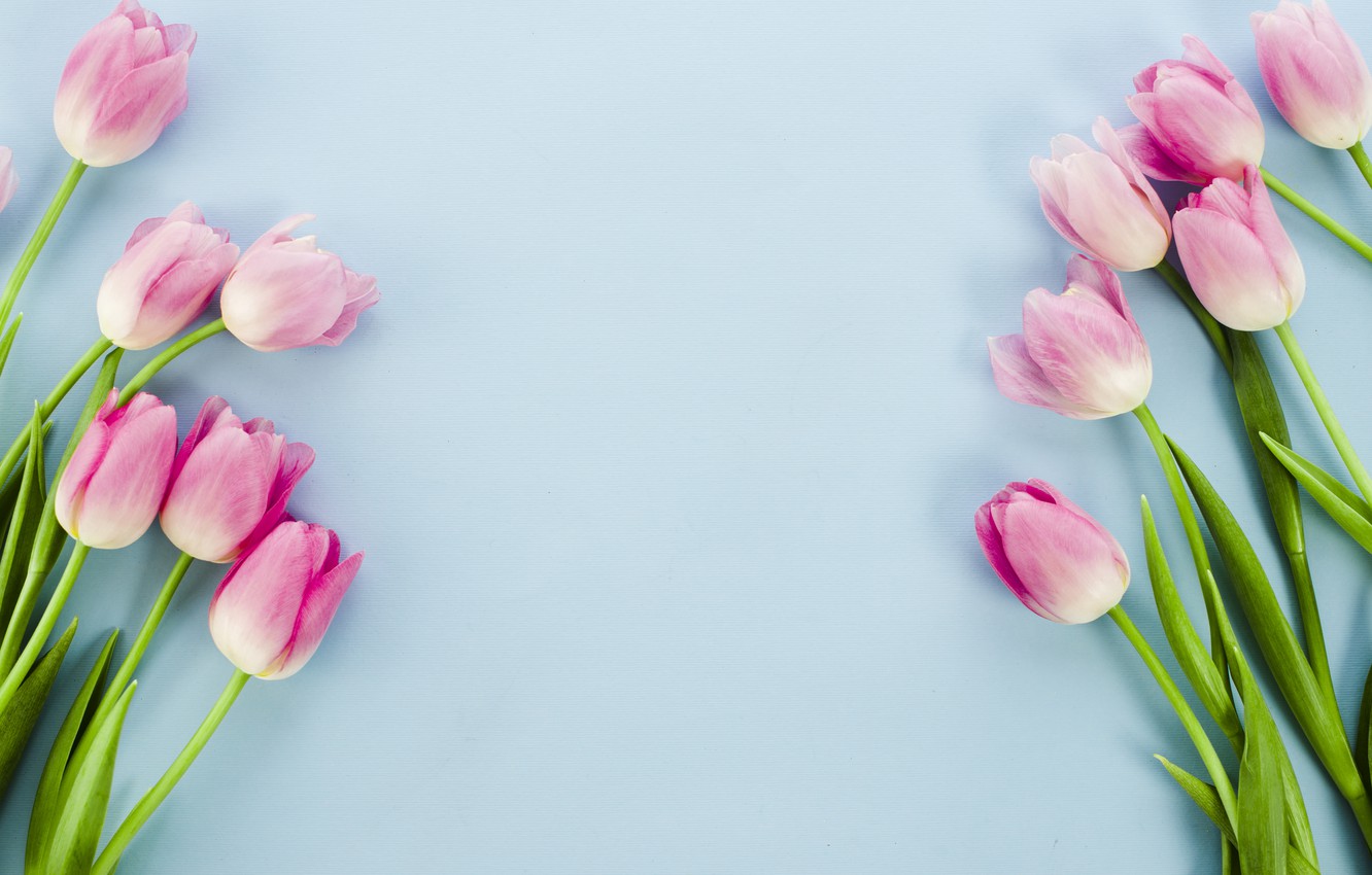 Wallpaper Background Blue Tulips Pink Position Image For