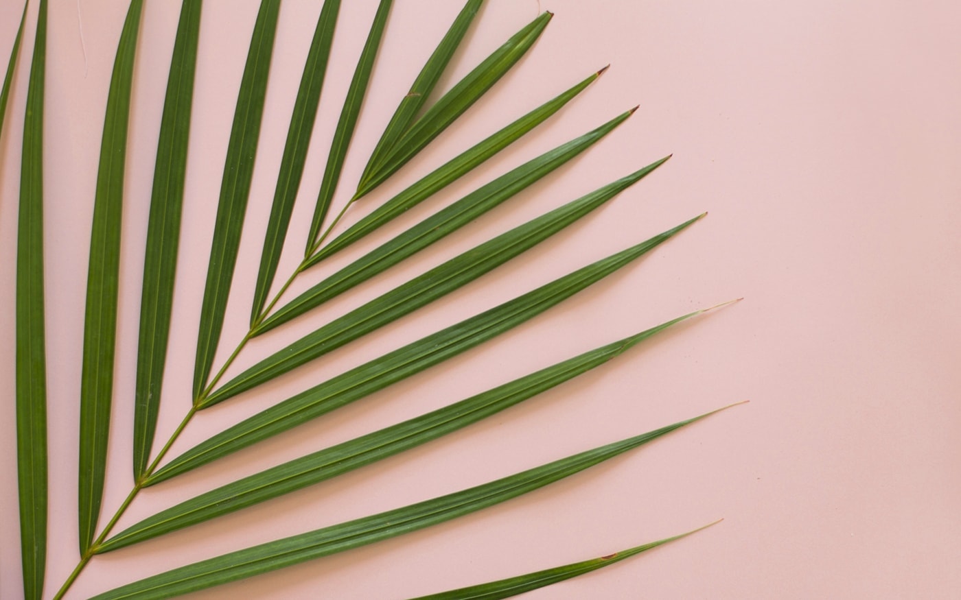 Summer Desktop Wallpaper Background Palm Leaves