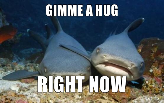 Hug Me Shark Meme The Misunderstood HD Walls Find