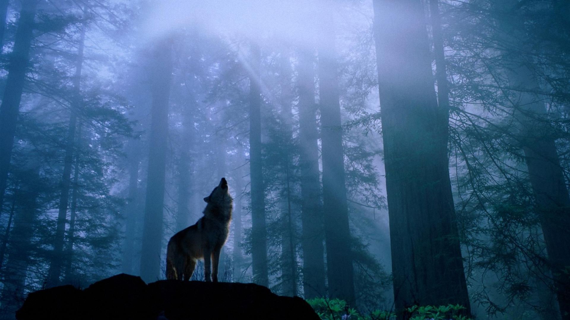 Wallpaper Wolf Pictures
