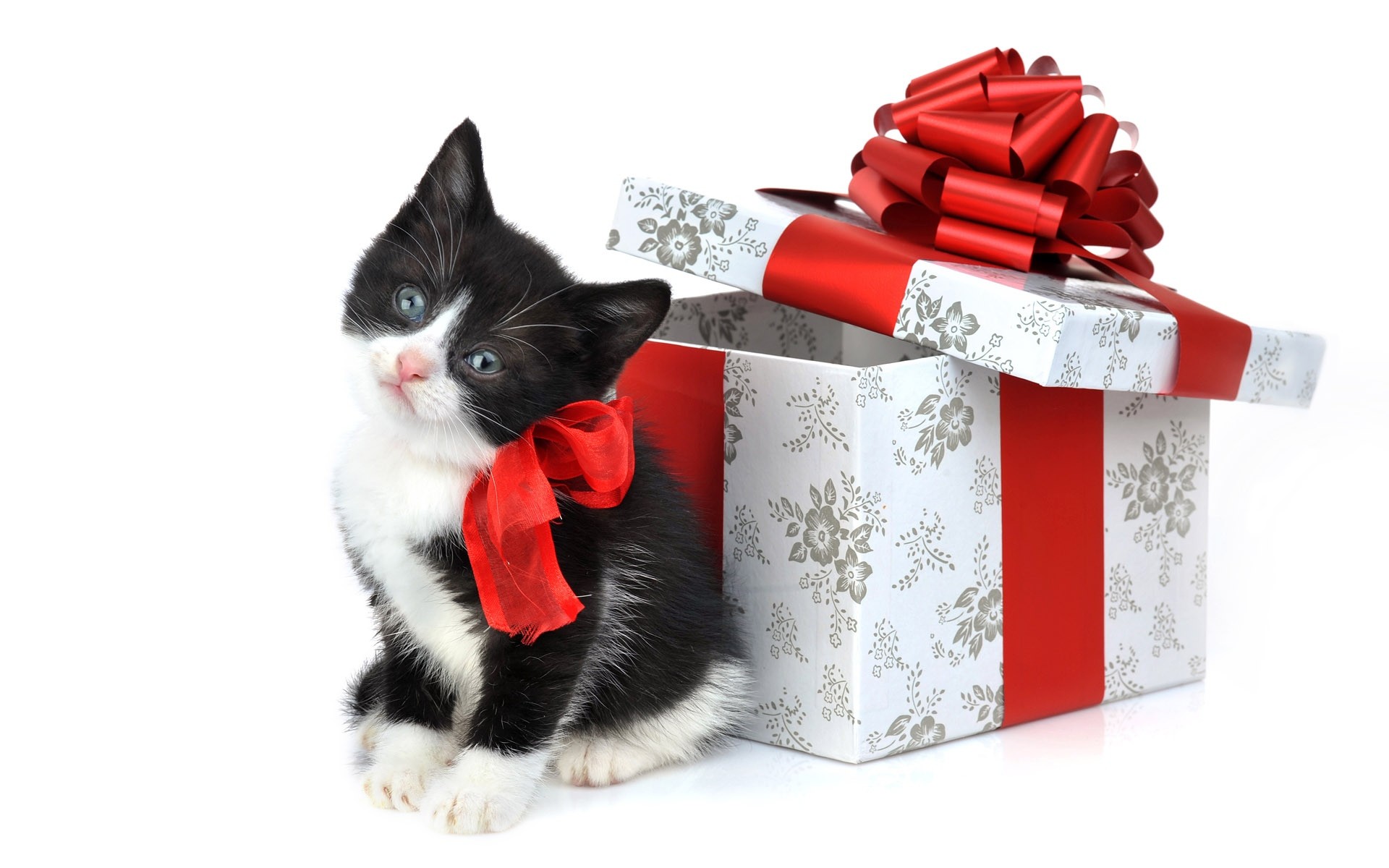 Black Christmas Cat Gifts HD Wallpaper Stylish Wallpapers