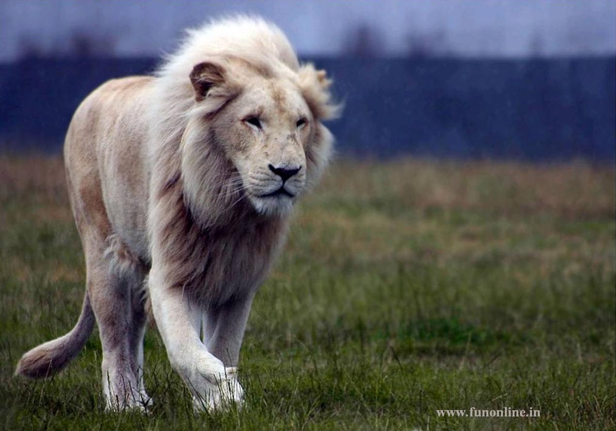 Lions Wallpapers White Lion Wallpapers Download Lions Wallpapers 1269x889
