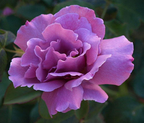 Purple Rose Roses