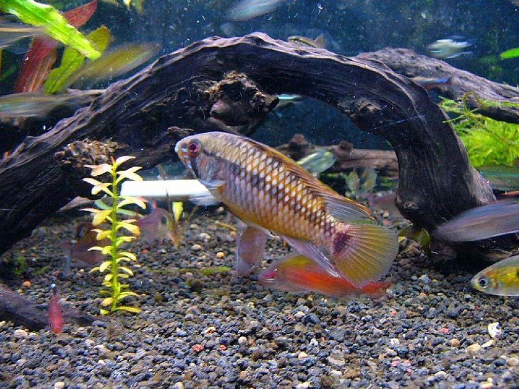 Freshwater Fish Background Wallpaper HD