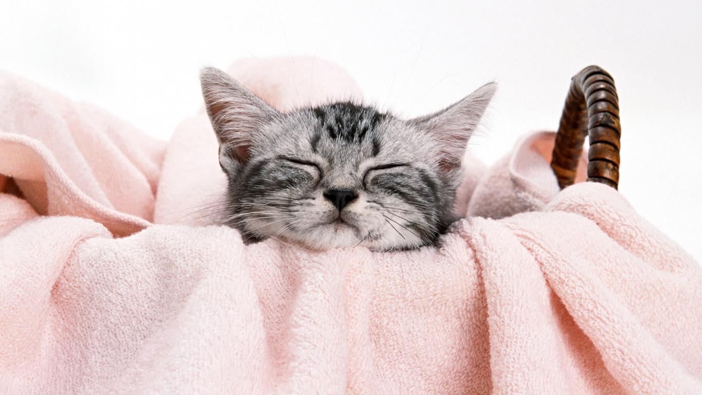 Kittens Sleeping Wallpaper Sleepy Kitten HD