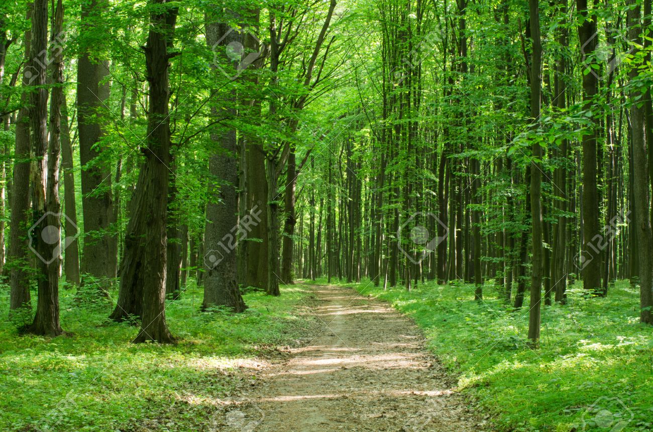 Green Trees Background In Forest Stock Photo Picture And Royalty