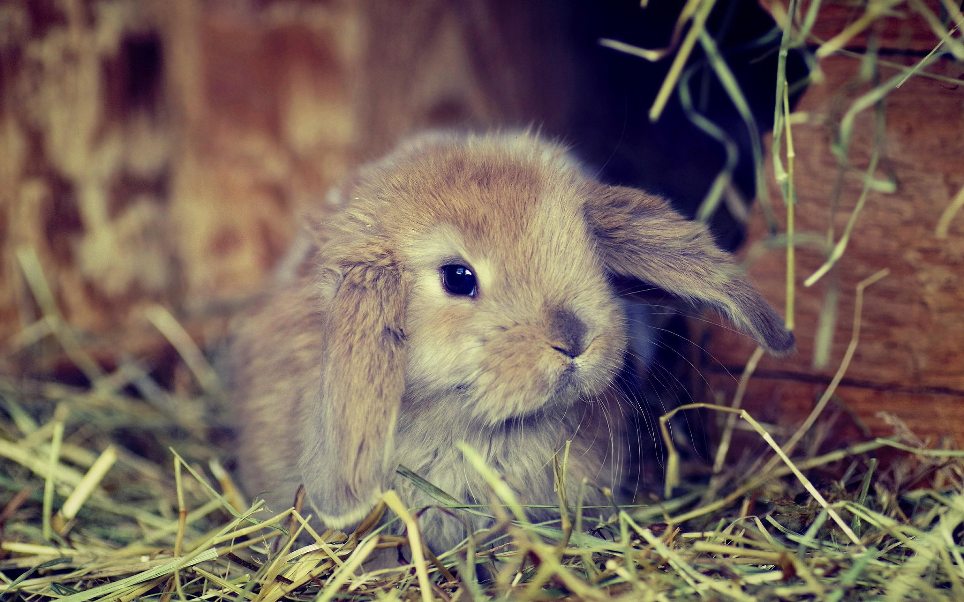 Cute bunny wallpapers hd wallpapers Chainimage