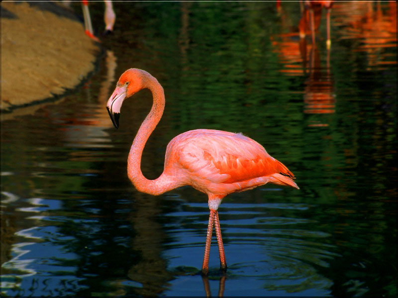 Flamingo Wallpaper Background