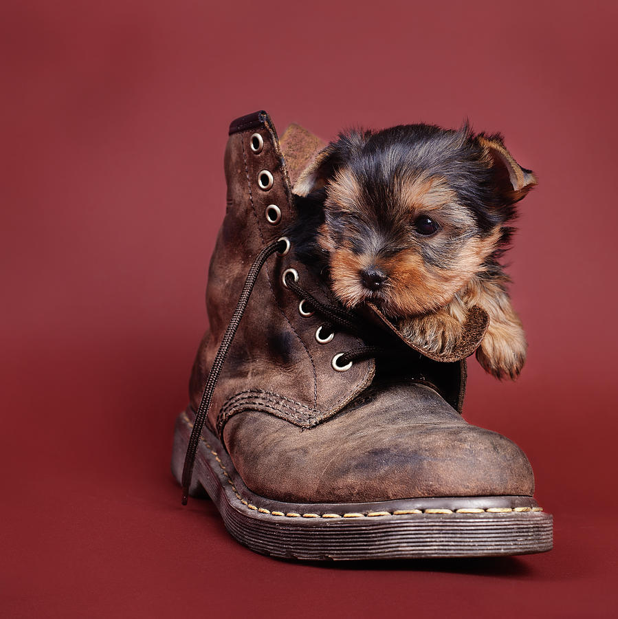 Yorkshire Terrier Puppies Pictures Image For