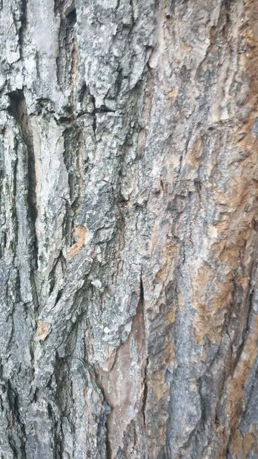 Black Locust X Wallpaper