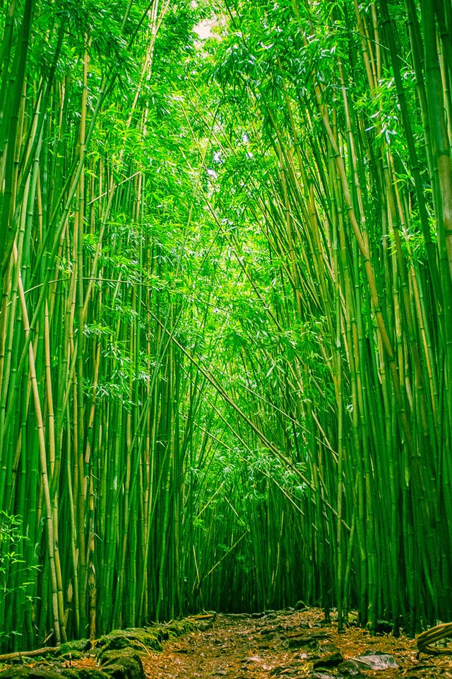 Mobile Bamboo Wallpaper HD